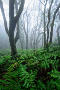 Lorbeerwald und Farne auf Teneriffa im Nebel Lorbeerwald und Farne auf Teneriffa im Nebel